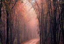 苟仲文被判死缓